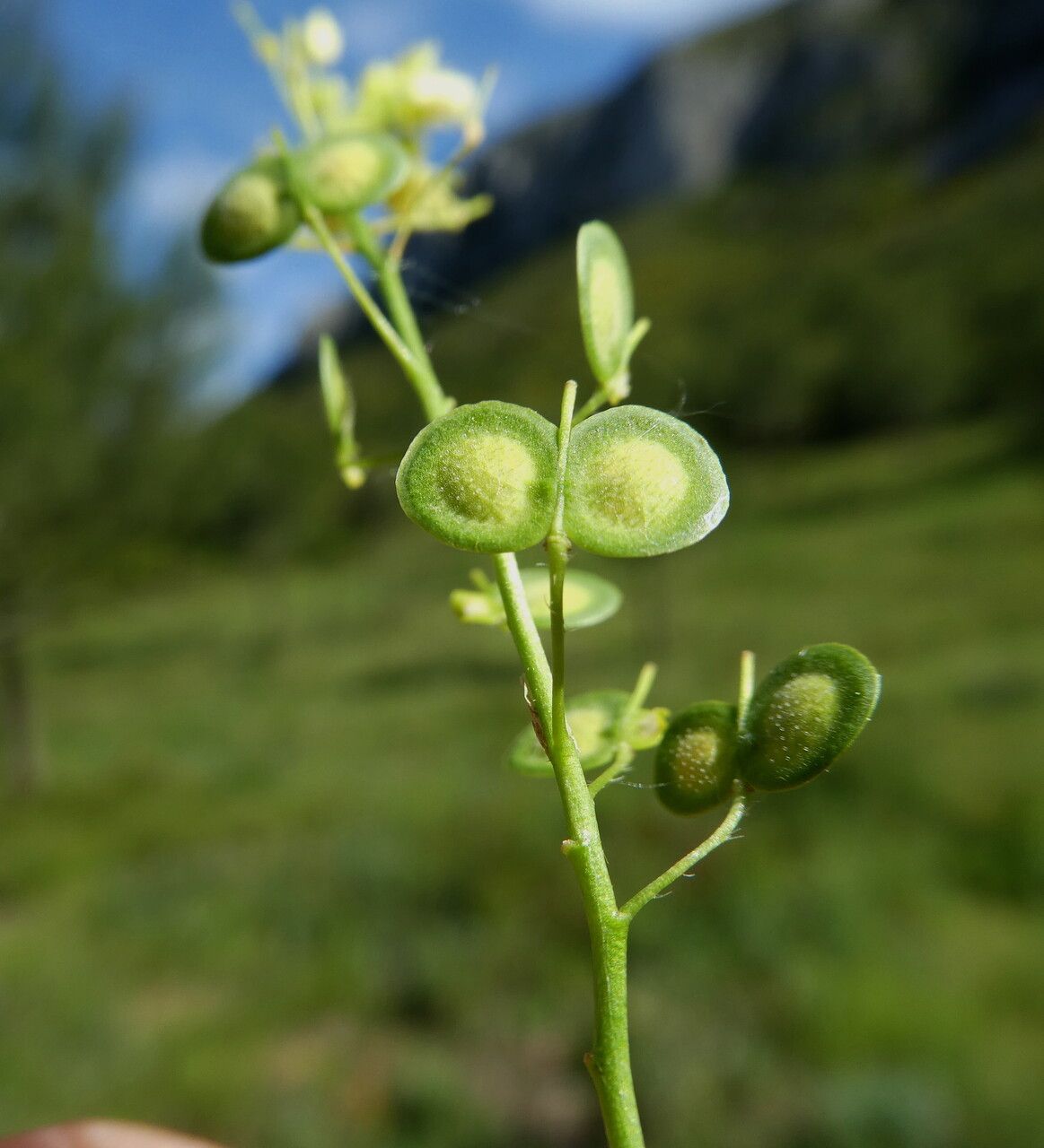 Biscutella mediterranea fruit
