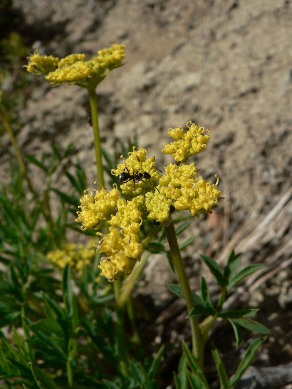 Lomatium brandegeei flower