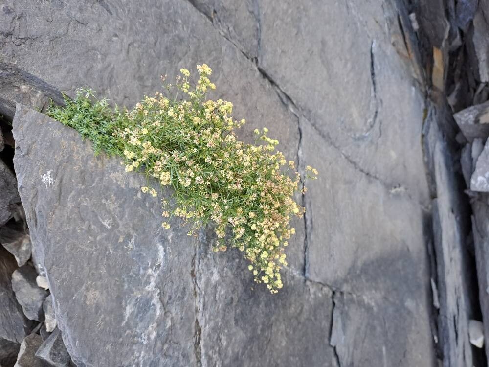 Galium corsicum — houseplant care guide