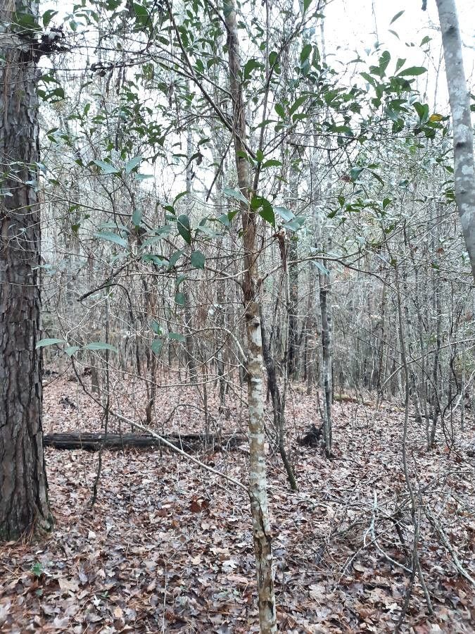 Osmanthus americanus habit