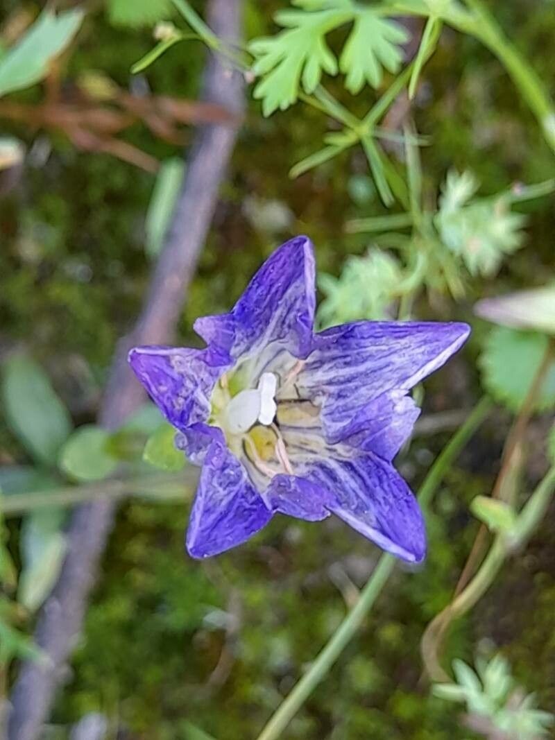 Gentiana olivieri flower