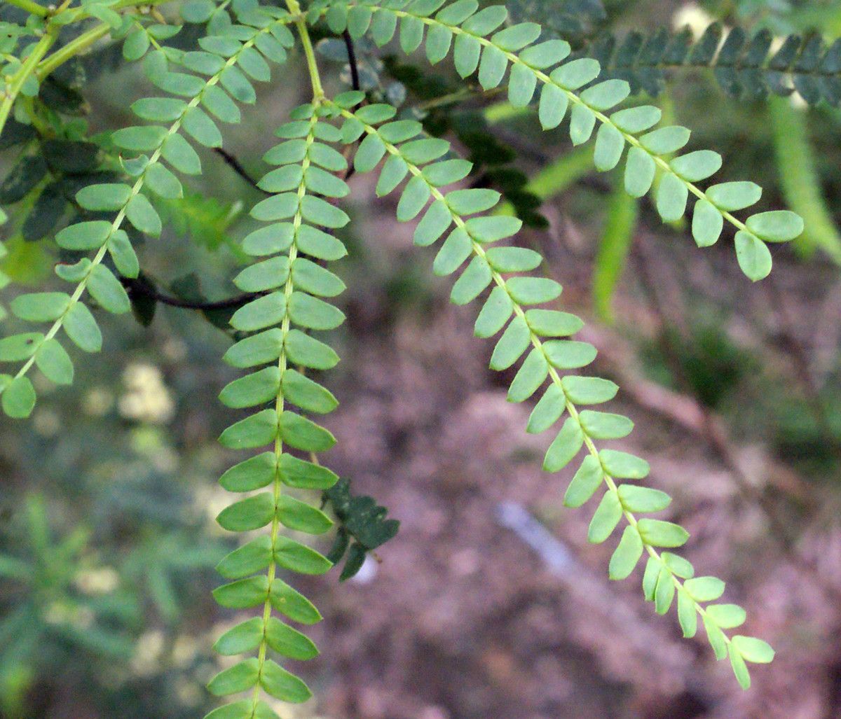Acacia pentadenia leaf
