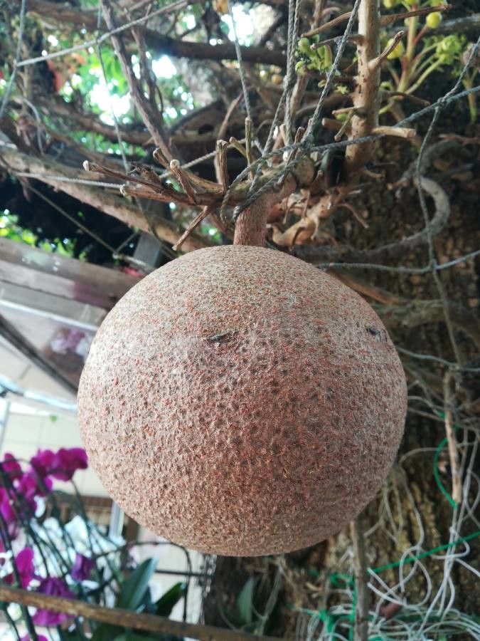 Couroupita guianensis fruit