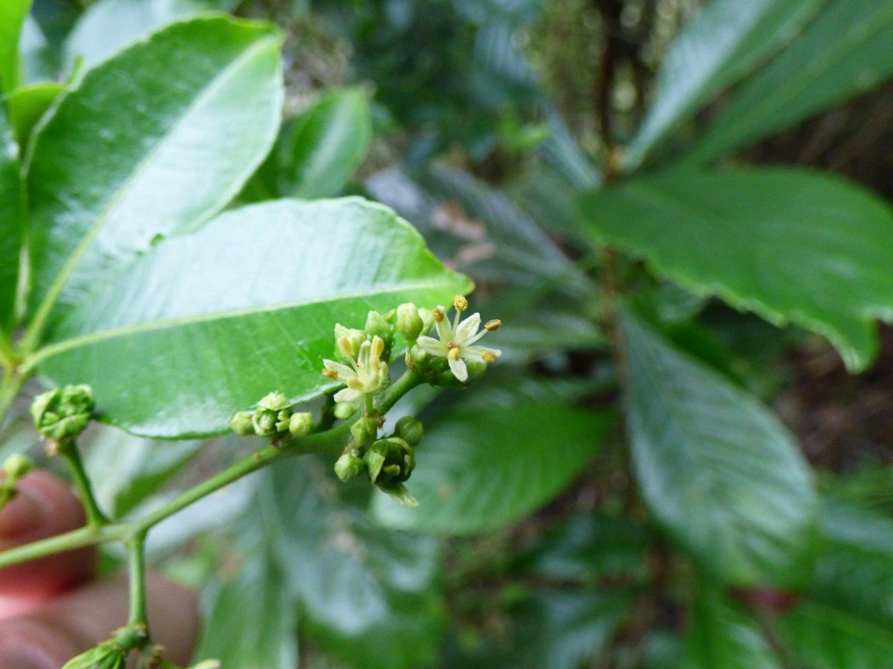 Zanthoxylum asiaticum flower