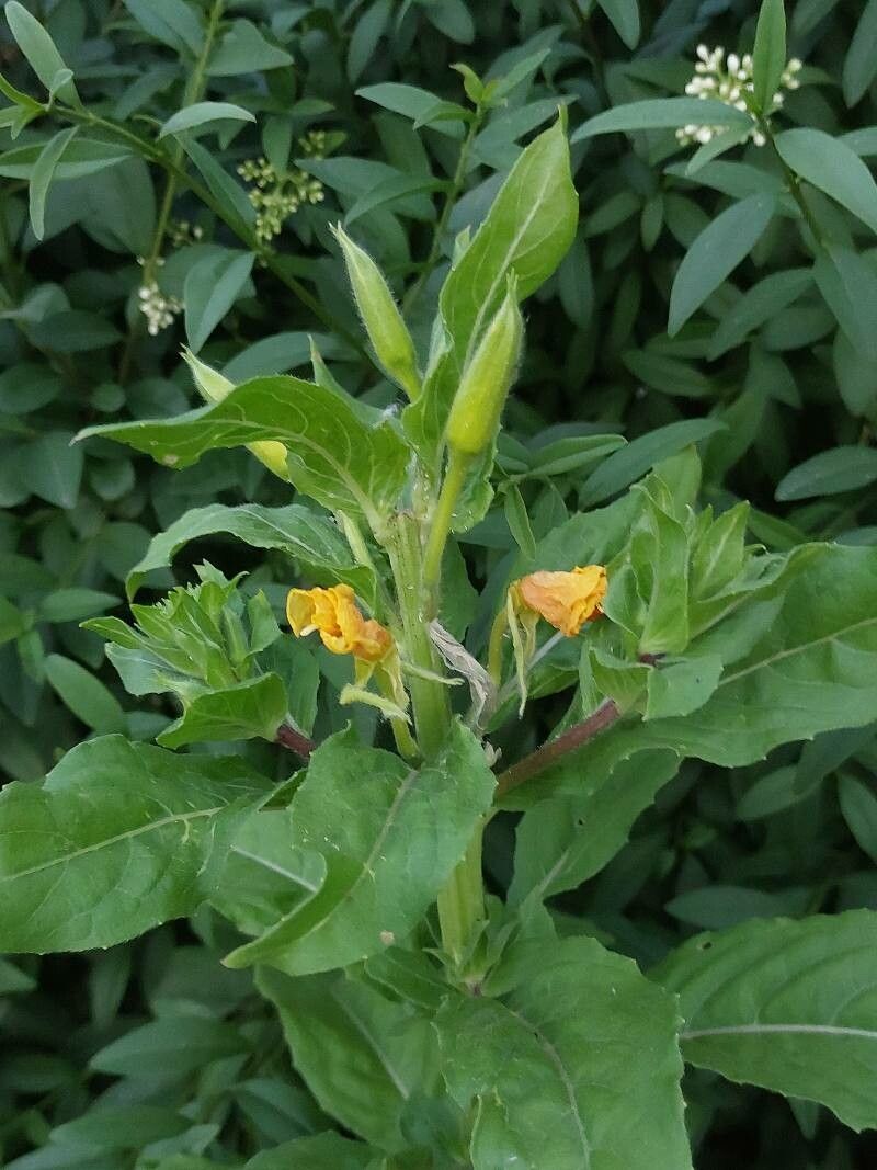 Oenothera villosa fruit