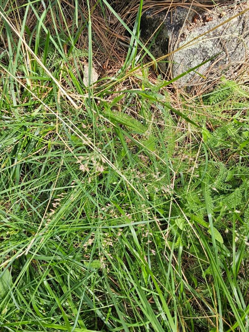 Poa glauca — search result for 'Poa'