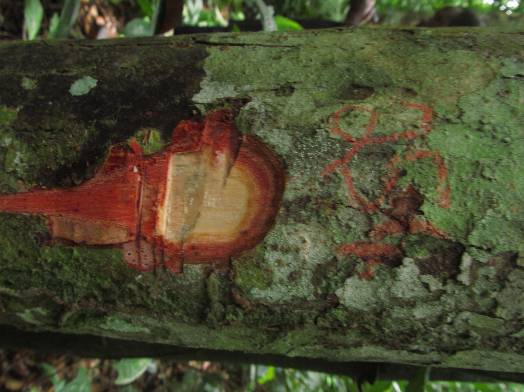 Carapa parviflora bark