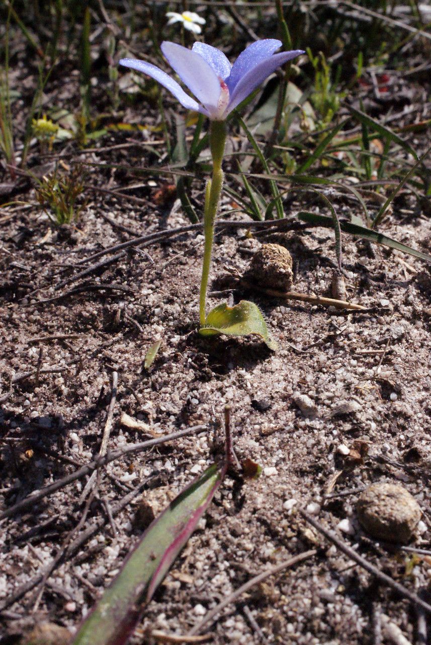 Cyanicula gemmata habit