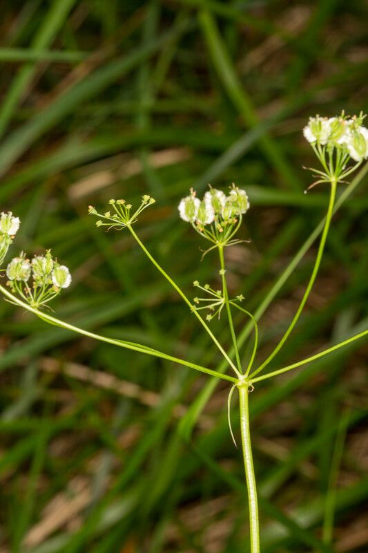 Laserpitium peucedanoides bark