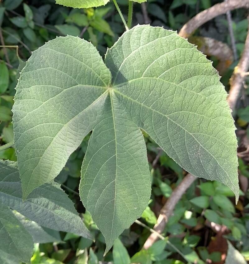 Dalechampia stipulacea — houseplant care guide