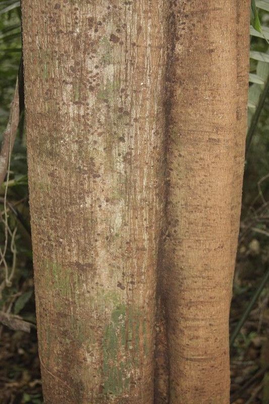 Tachigali richardiana — houseplant care guide