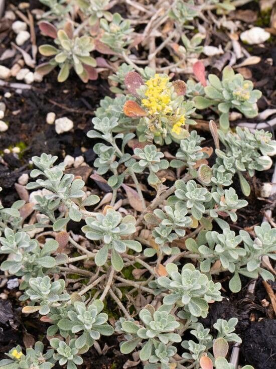 Alyssum tortuosum — houseplant care guide