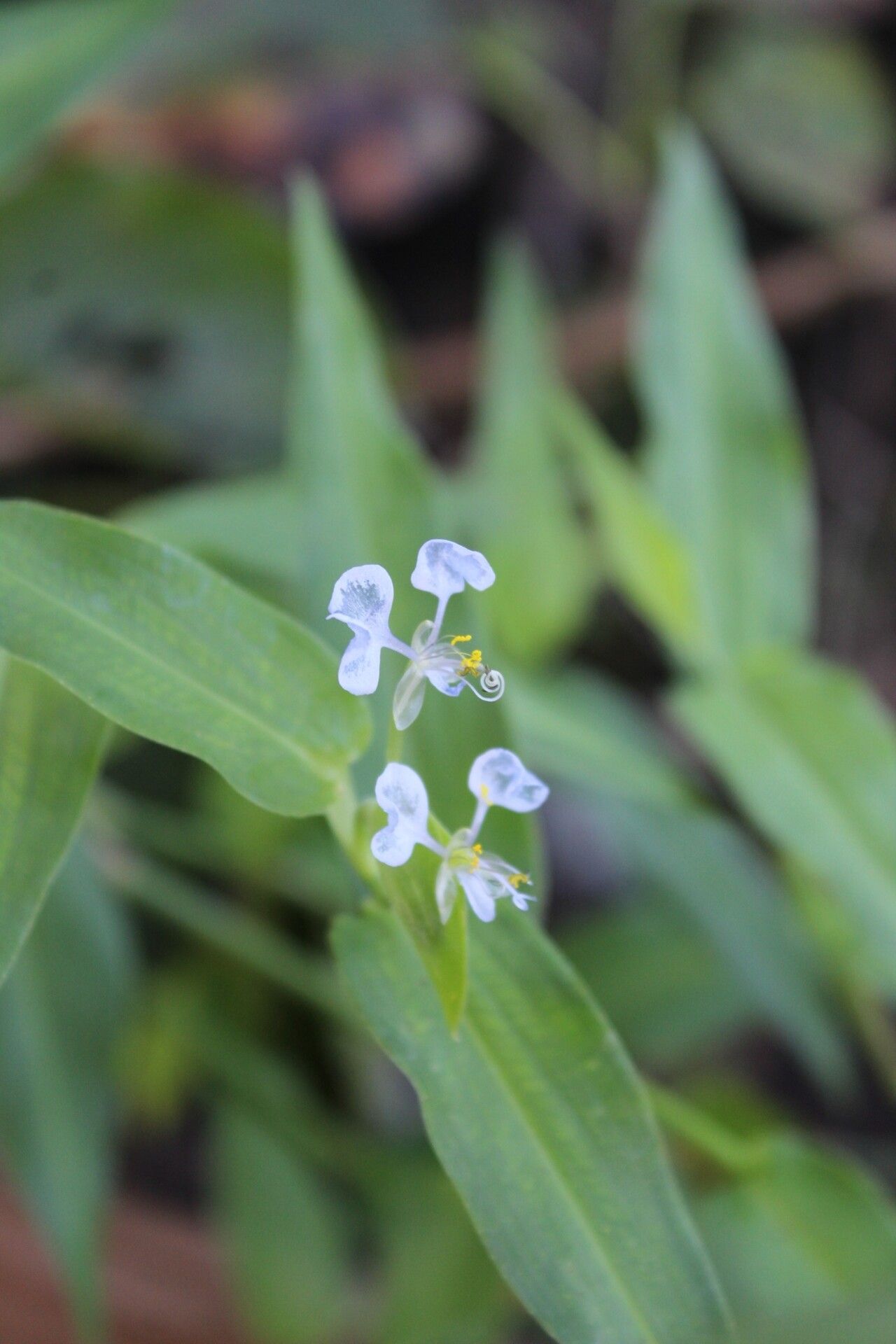 Commelina mascarenica — search result for 'Commelina'