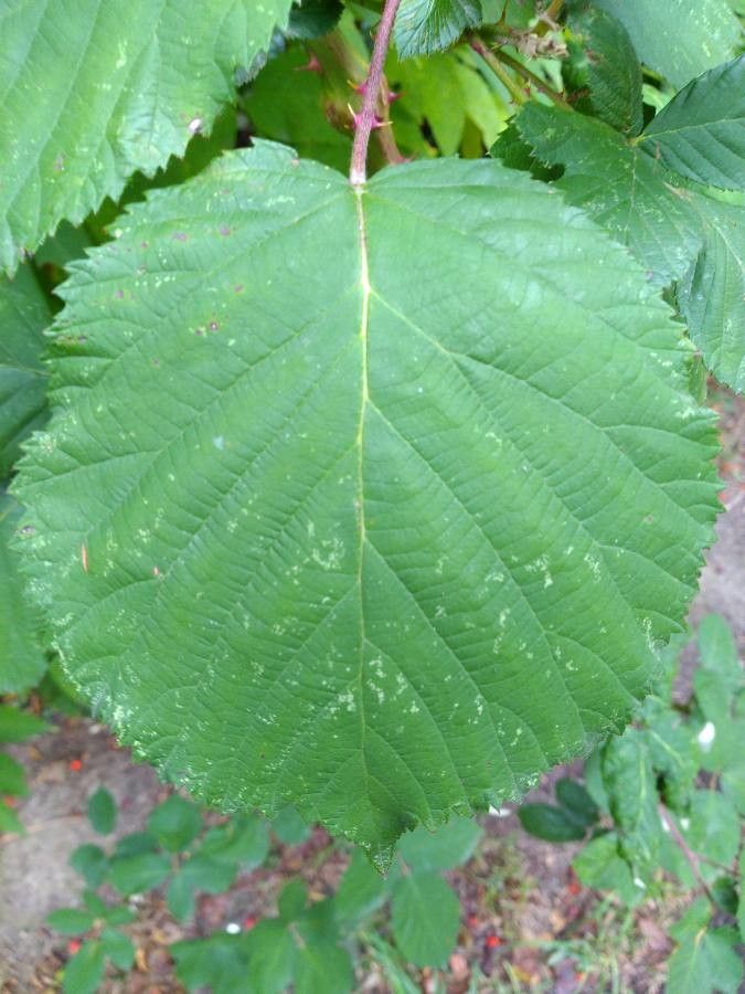 Rubus leyanus leaf