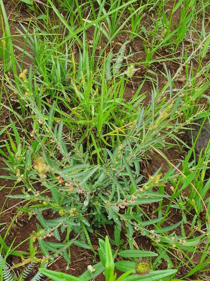 Phyllanthus maderaspatensis habit