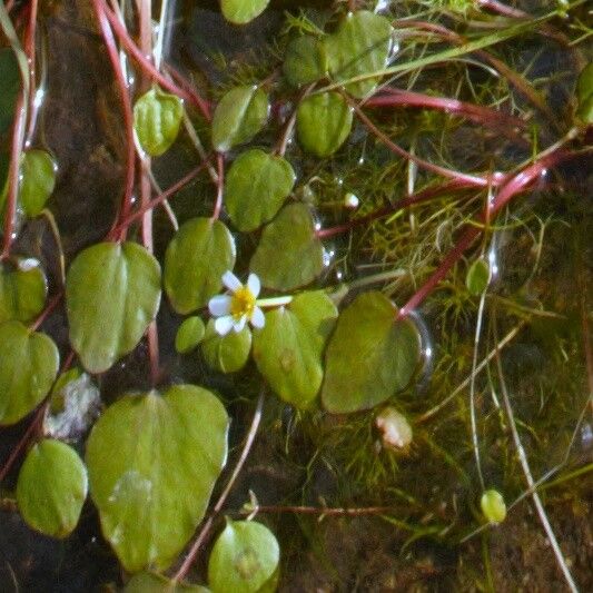 Ranunculus omiophyllus flower