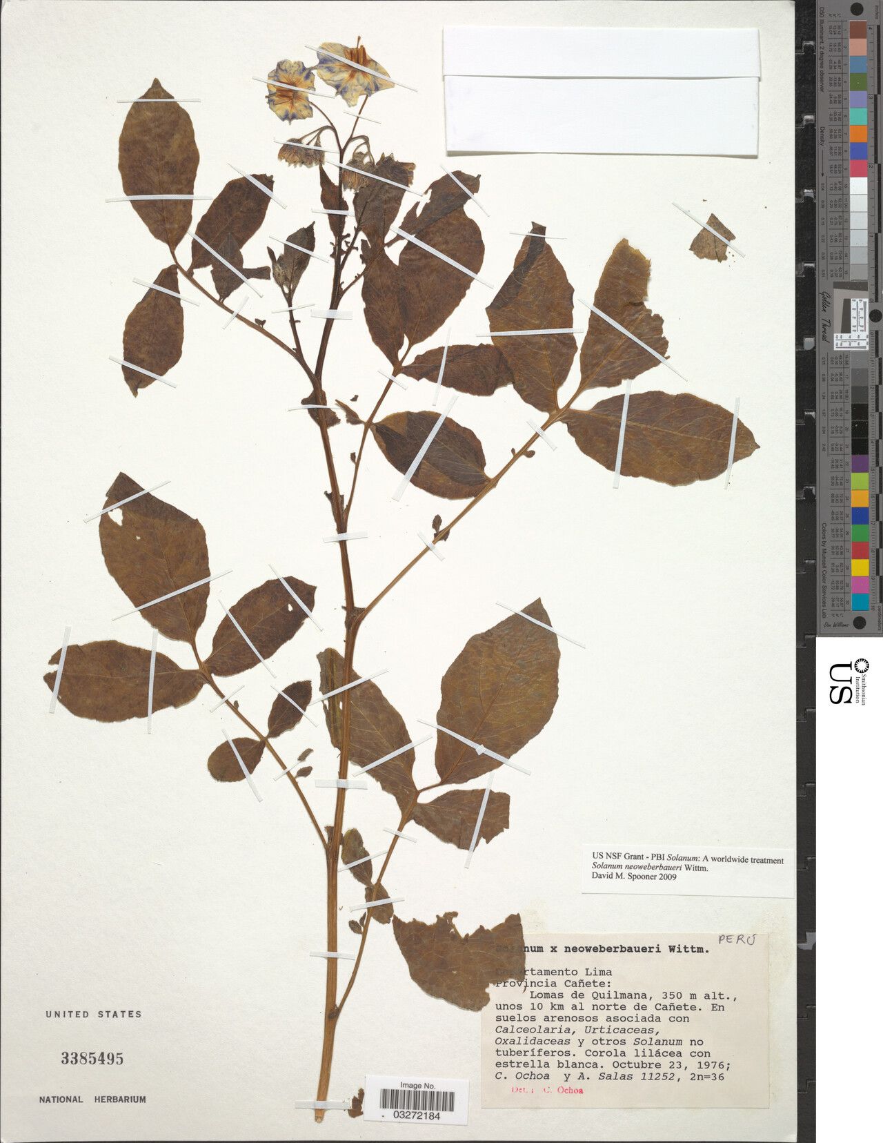 Solanum neoweberbaueri — houseplant care guide