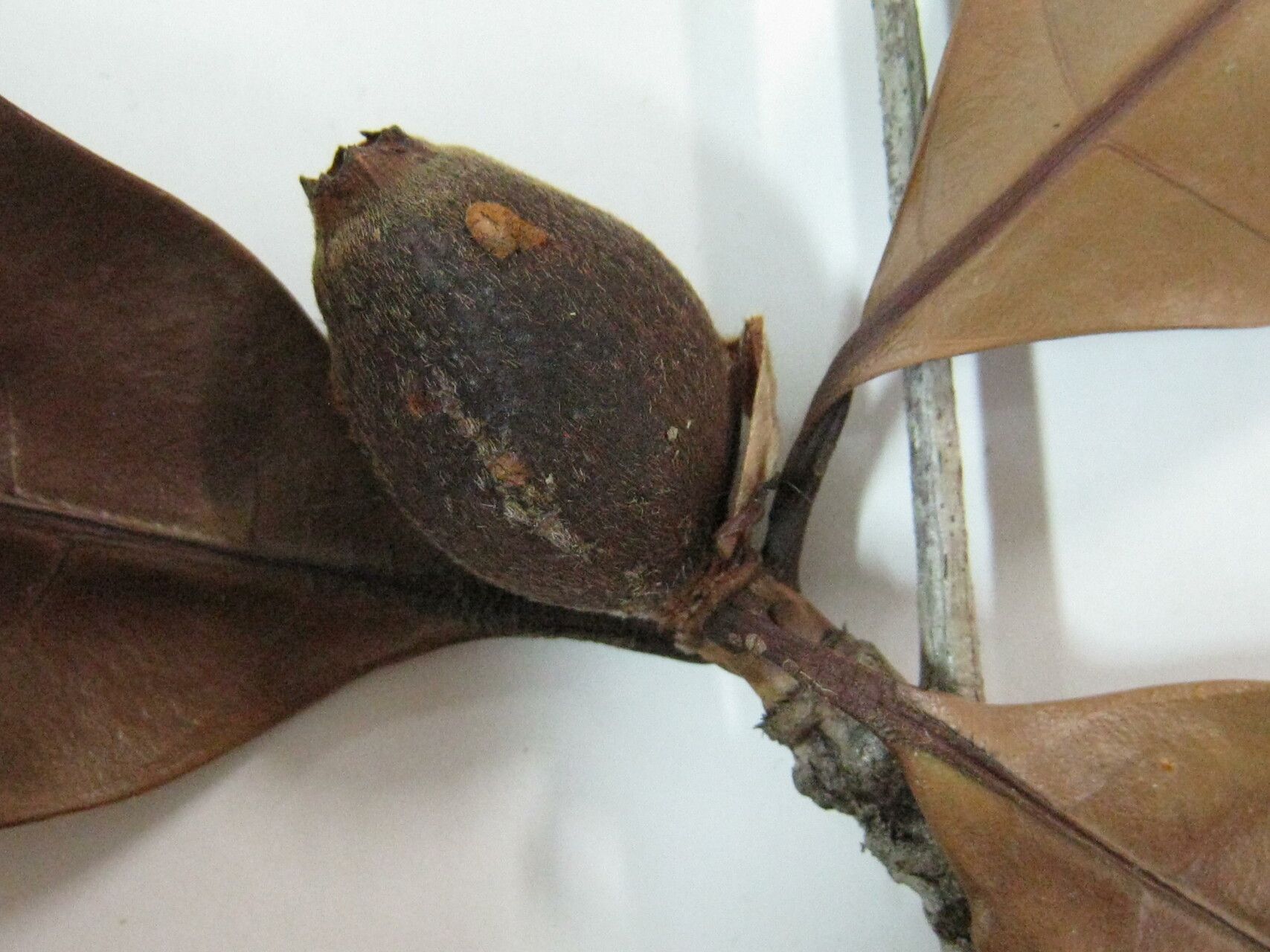 Duroia micrantha — houseplant care guide