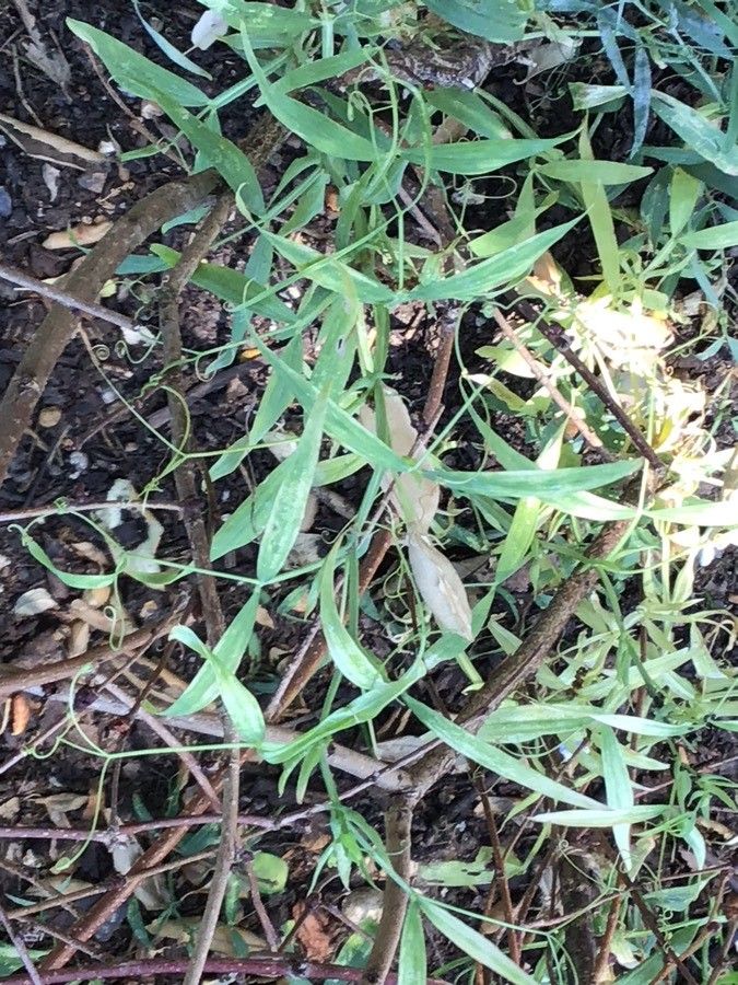 Lathyrus sativus — search result for 'Lathyrus'