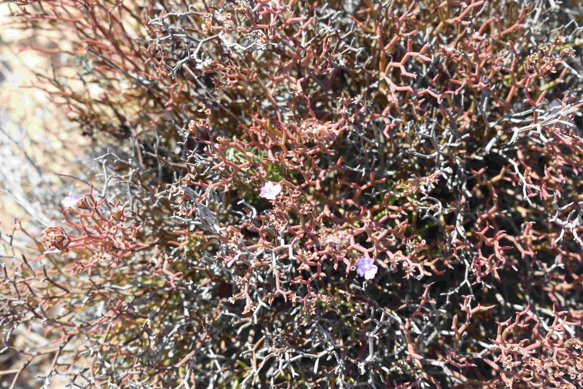 Limonium merxmuelleri habit
