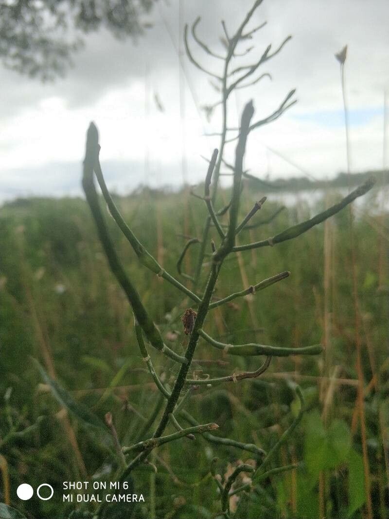 Malcolmia africana fruit