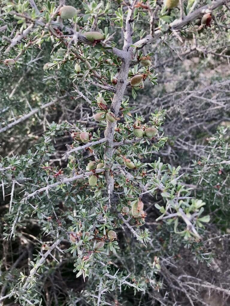 Prunus lycioides fruit