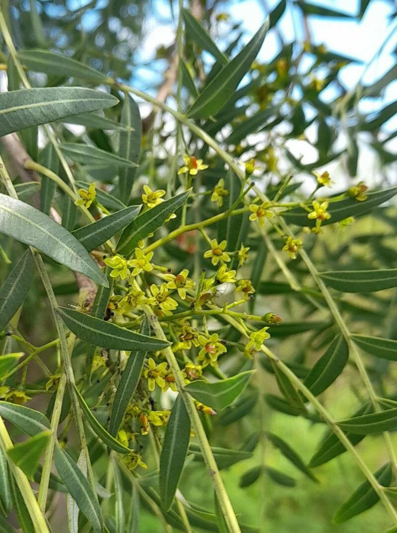 Schinopsis lorentzii flower