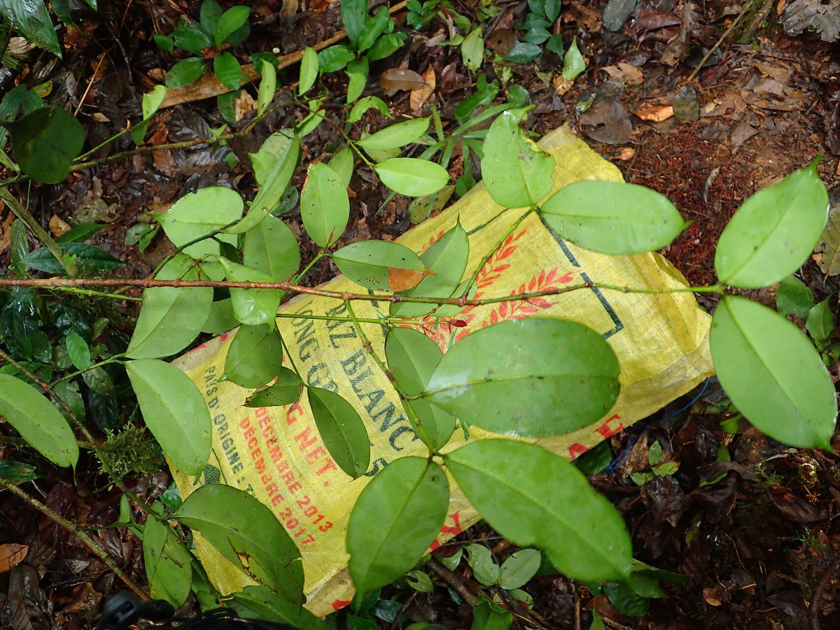 Garcinia mannii habit