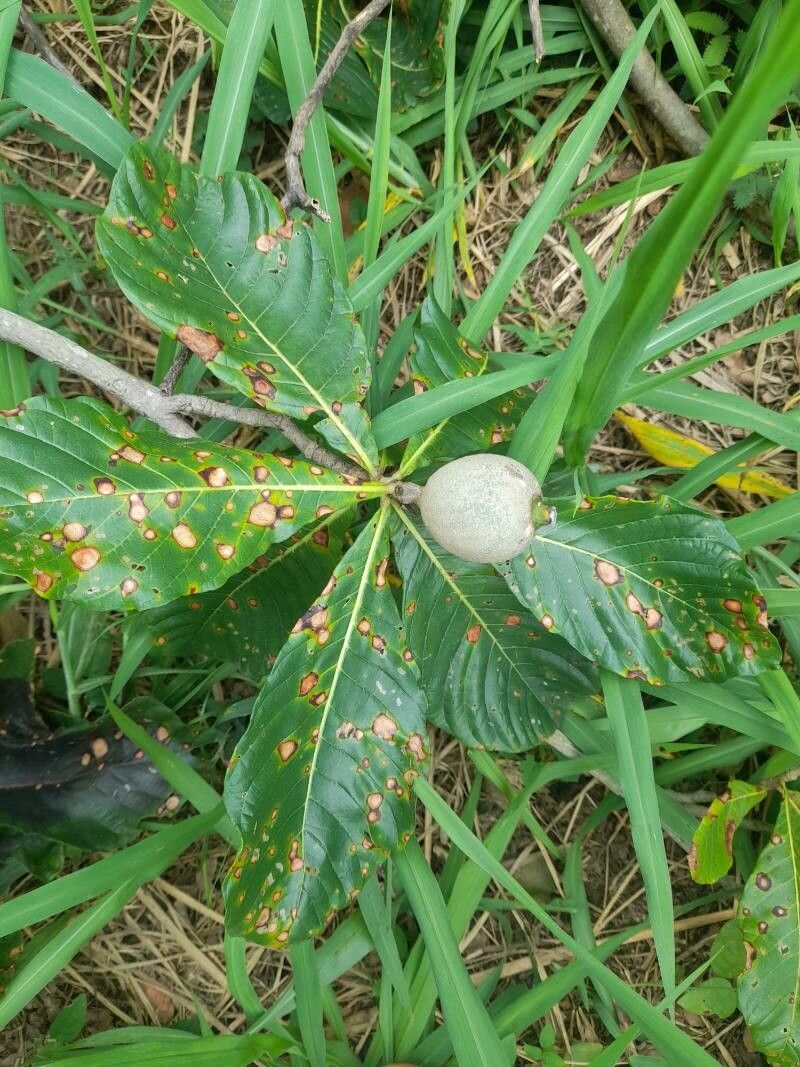 Genipa americana — search result for 'Rubiaceae'