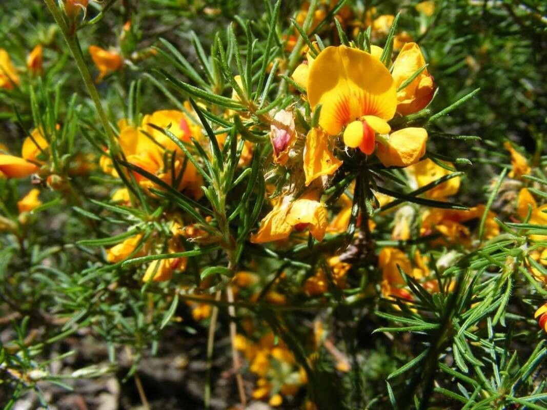 Dillwynia retorta flower
