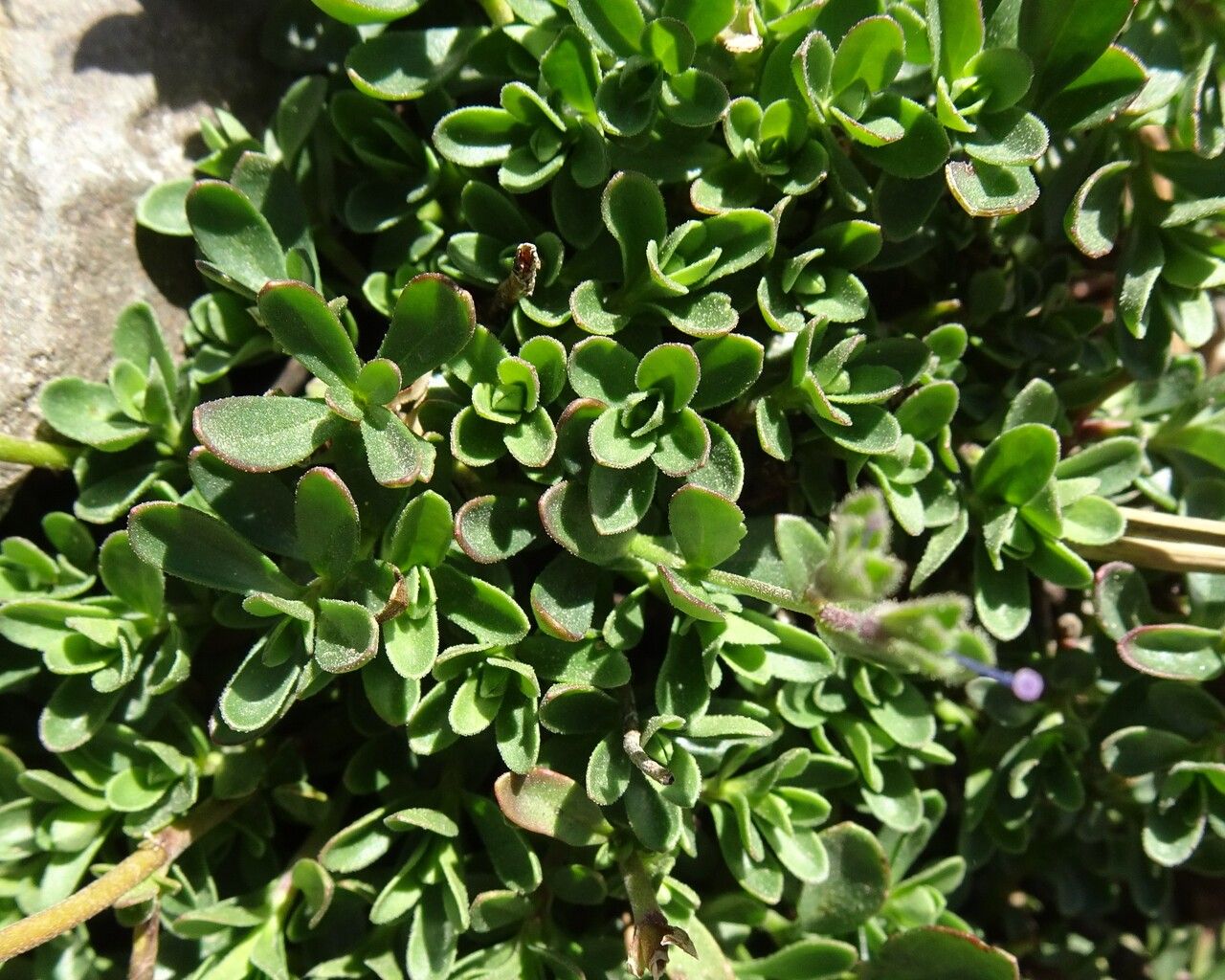 Veronica fruticans leaf