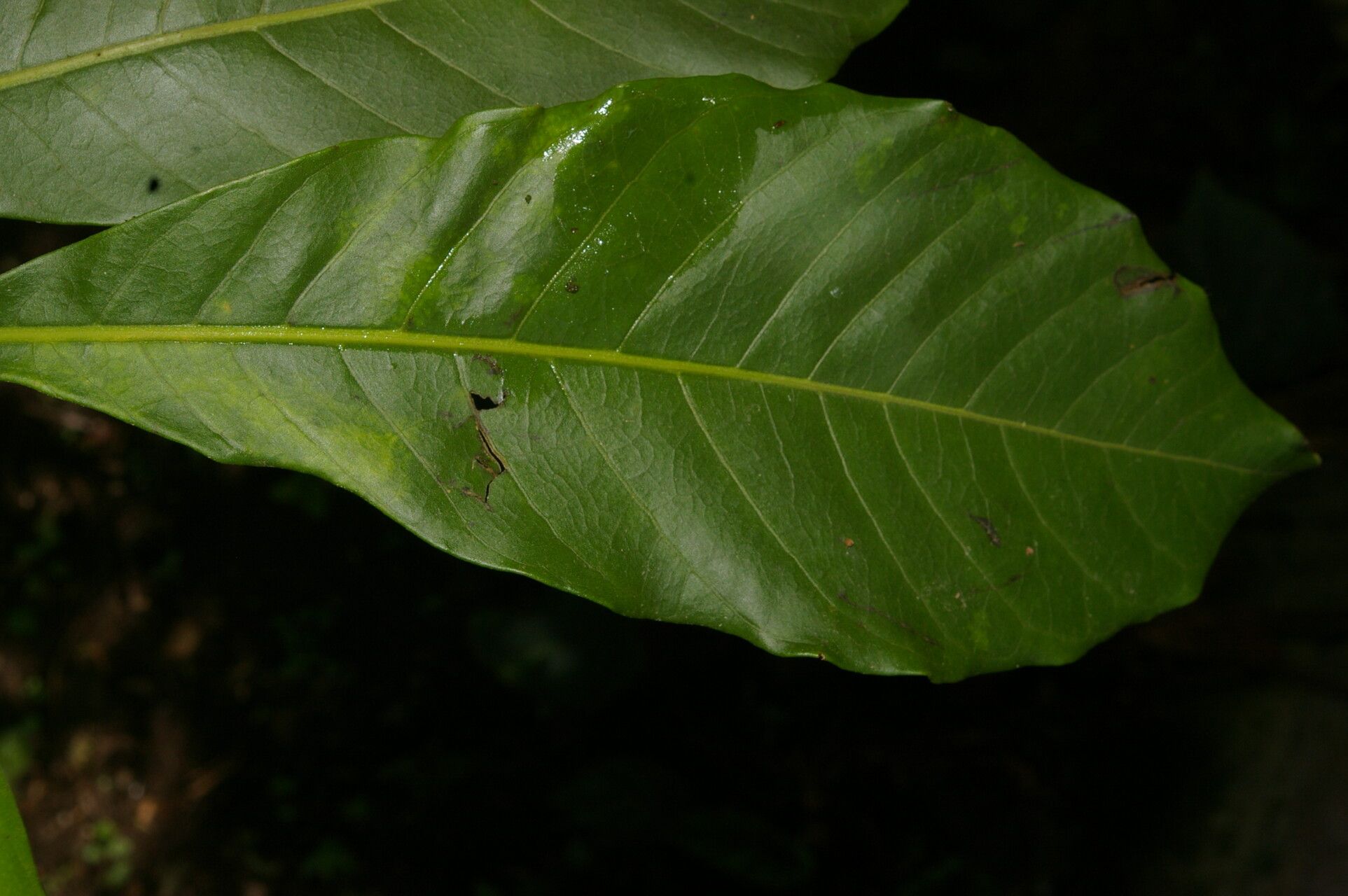 Aegiphila valerioi — houseplant care guide