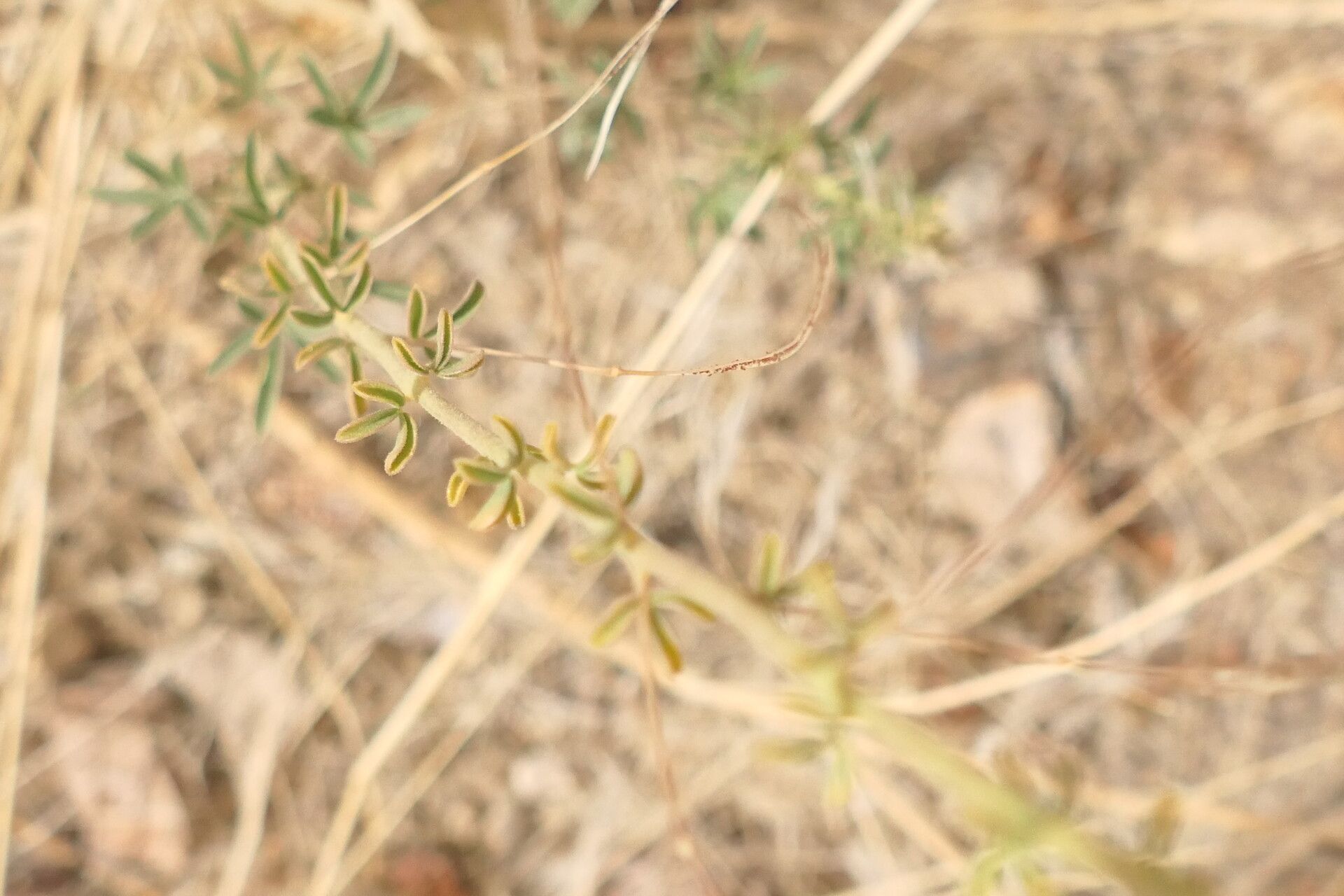 Cleome foliosa — houseplant care guide