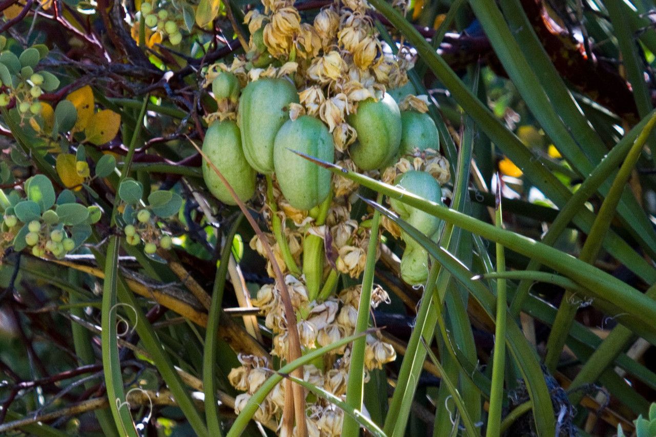Yucca schidigera fruit