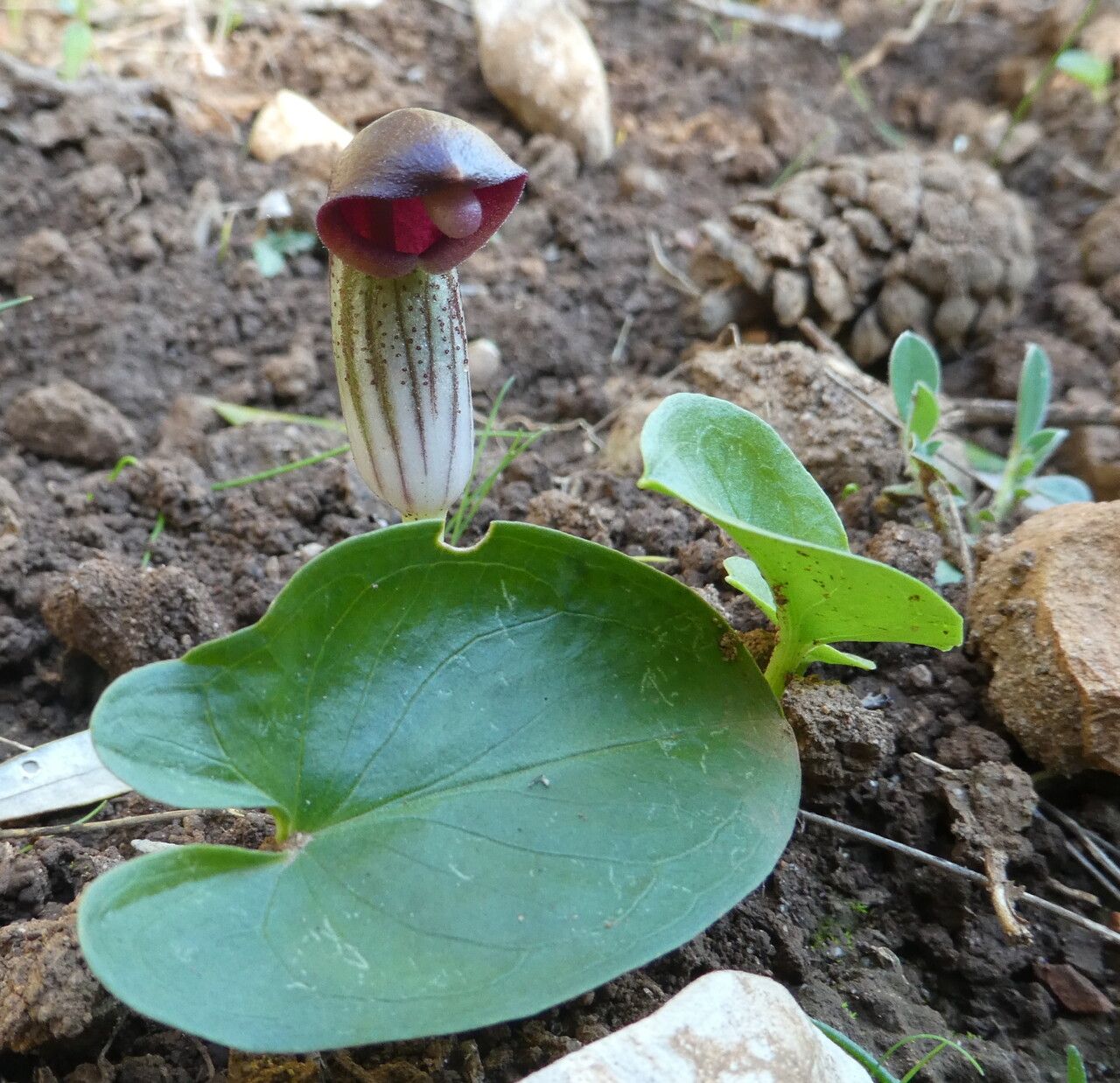 Arisarum simorrhinum — search result for 'Mediterranean Basin'