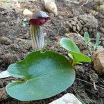 Arisarum simorrhinum