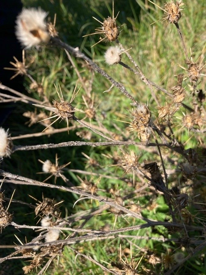 Centaurea solstitialis fruit