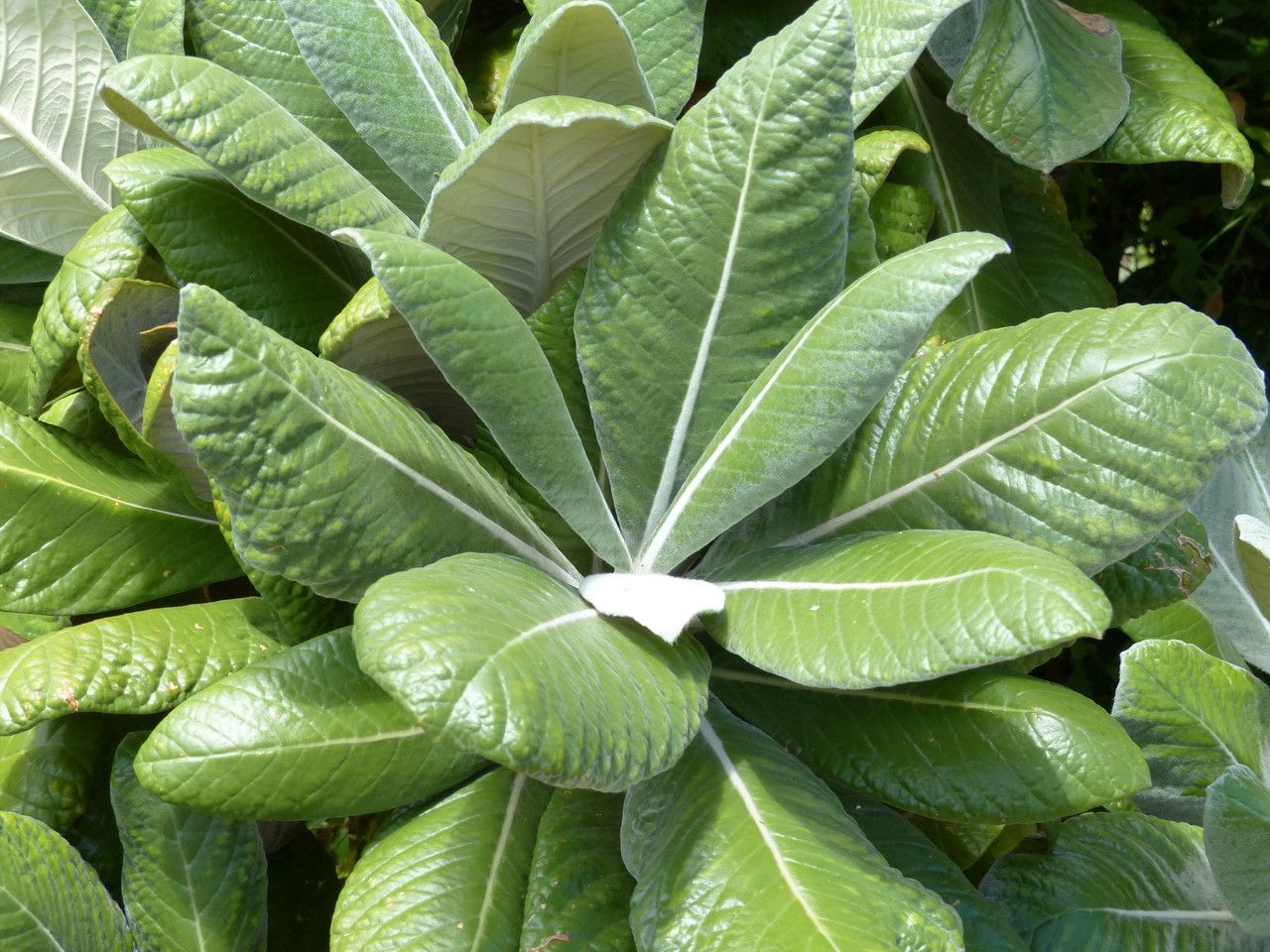 Oldenburgia grandis — search result for 'Gabon'