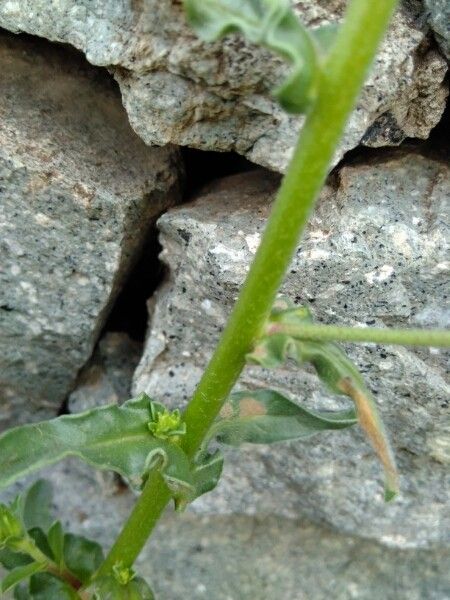 Echium bonnetii bark