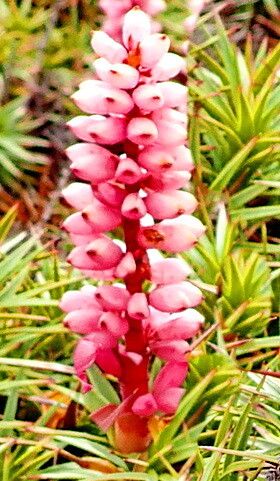 Richea scoparia flower