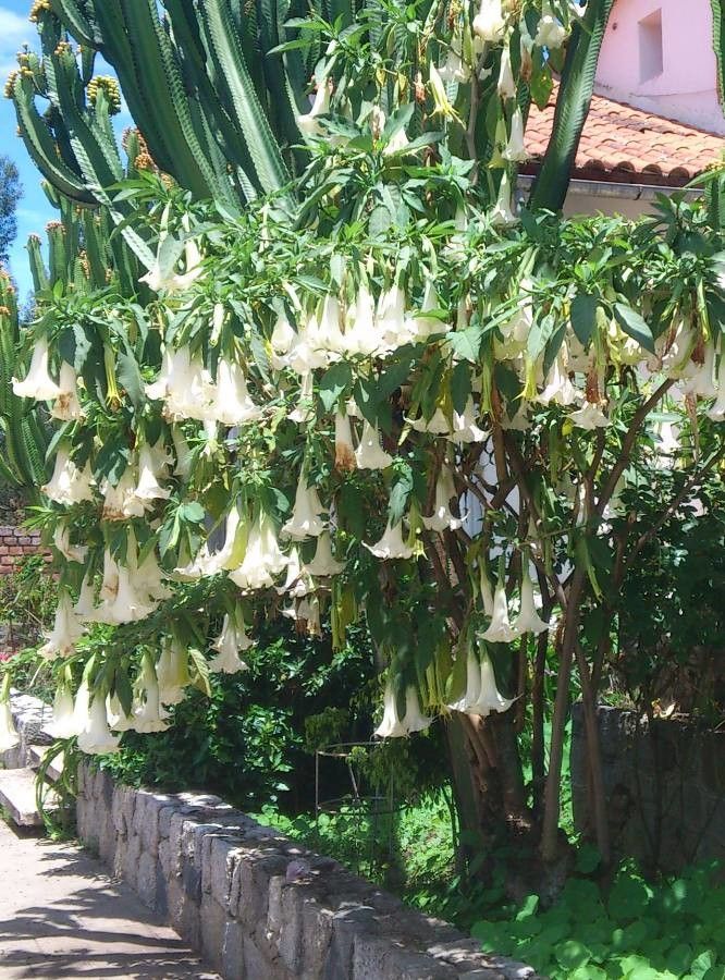 Brugmansia × candida flower