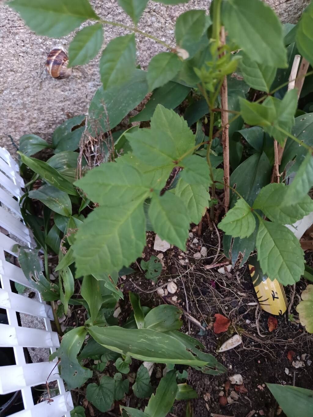 Seringia arborescens — related species from the same genus