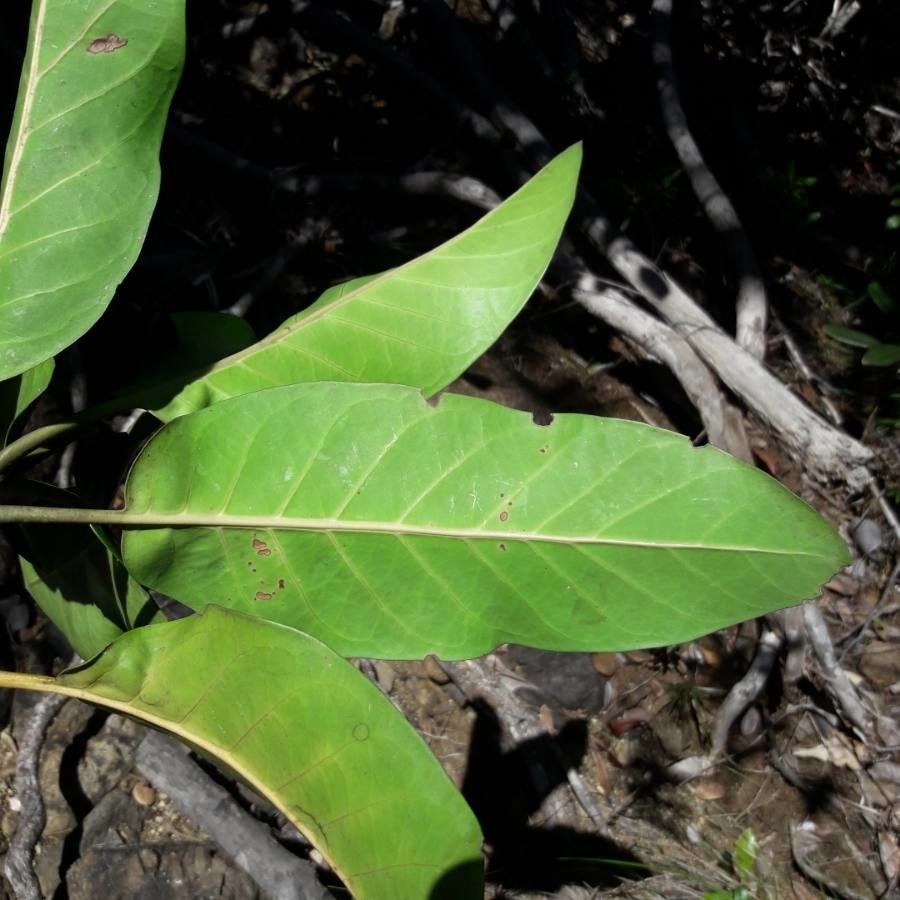 Atractocarpus vaginatus leaf