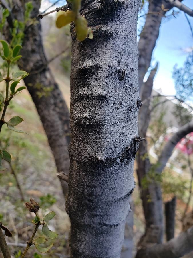 Larrea tridentata bark