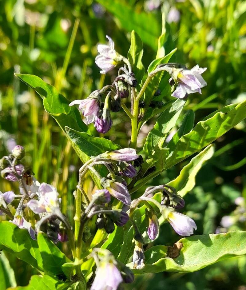 Solanum endoadenium flower
