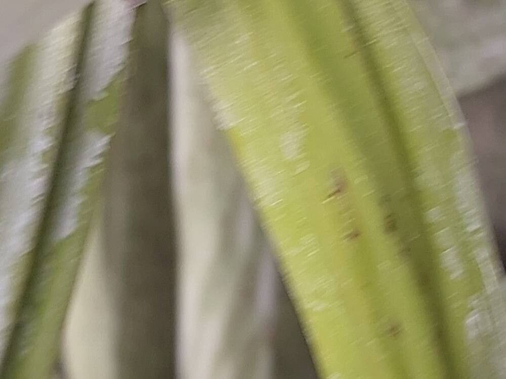 Laelia undulata bark