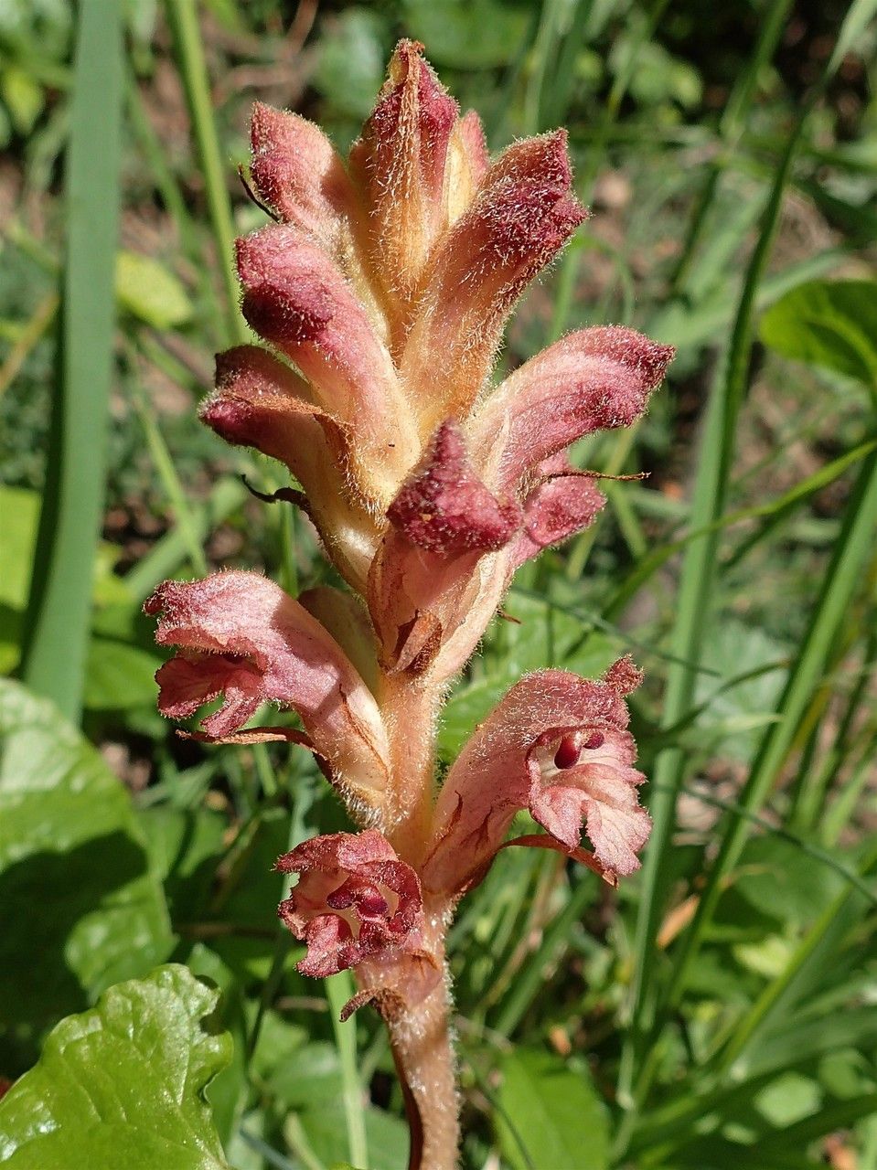 Orobanche teucrii leaf