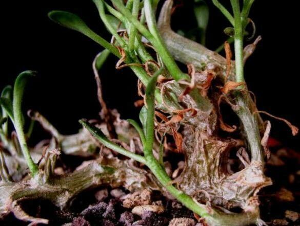 Tylecodon ventricosus — houseplant care guide