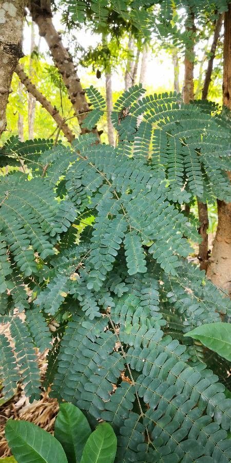 Caesalpinia sappan — search result for 'Caesalpinia'