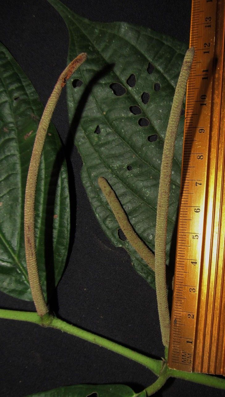 Piper tsuritkubense other